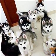 siberian husky puppy posted by brenda hills
